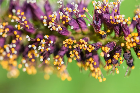 Amorpha Fruticosa 花的宏观