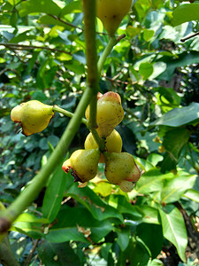 yzygium aqueum（水玫瑰苹果、水苹果、铃果）花与自然背景。