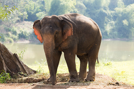 老挝大象保护区，大象站在河边背光的树下