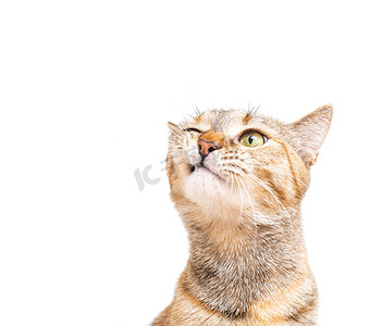 虎斑猫的肖像与滑稽的表情。
