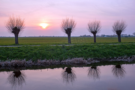 荷兰日落时，典型荷兰风景中的柳树
