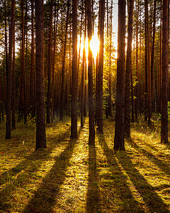 秋天的松树林里的日落或日出。 