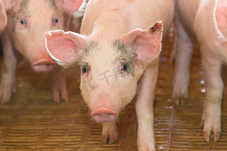 树理性消费观念摄影照片_用于野外猪肉消费的猪孵化场