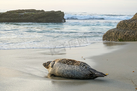 小海龟logo摄影照片_在加利福尼亚州圣地亚哥的拉霍亚，海狮和海豹在阳光下的小海湾里打盹。