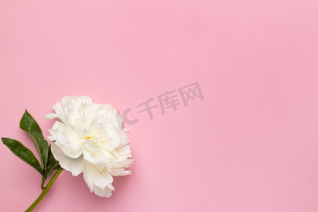 粉红色背景花瓶中美丽白牡丹花的特写，带有复制空间、假日和生日概念