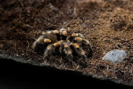 玻璃容器特写中的蜘蛛 brachypelma auratum