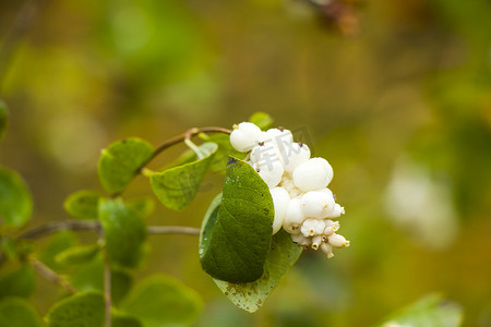 绿色背景、秋季的雪莓植物特写和宏观