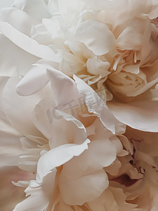 米色牡丹花作为假日品牌的抽象花卉背景