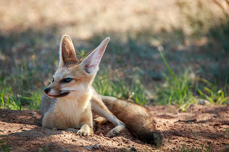 狐角躺在卡拉加迪的沙子里。