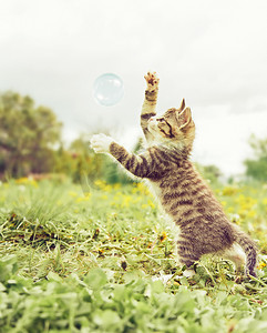 气泡猫摄影照片_虎斑小猫在户外玩肥皂泡。