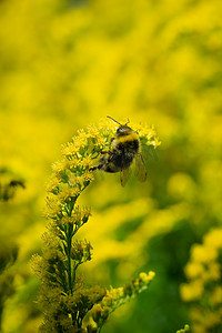 大黄蜂采集一枝黄花的花蜜