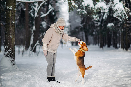 英国小猎犬和一个女孩在冬季森林里玩耍。主人和狗一起跳起来