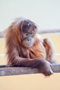 年轻的猴子红毛猩猩