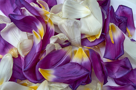 花洒摄影照片_白色背景中的白色和紫色郁金香花瓣