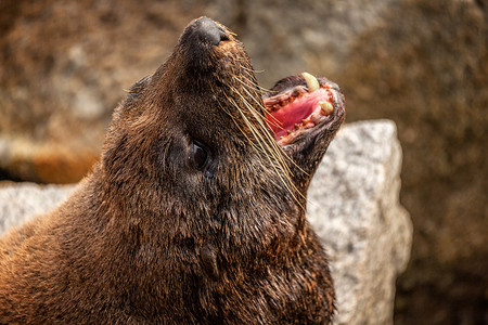 张开嘴摄影照片_岩石上张开嘴的海豹