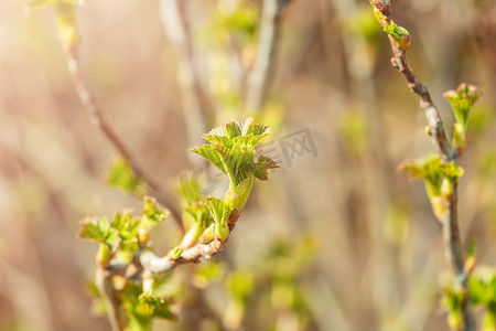新绿摄影照片_春天花园背景下醋栗树枝上新鲜的新绿芽