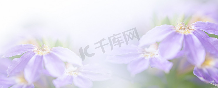 紫色网页模板摄影照片_紫蓝色美丽的春花绽放分支背景，带有贺卡或环境封面页、模板、网页横幅和标题的免费复制空间。