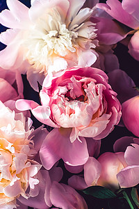 粉红牡丹花作为花卉艺术背景、植物平面布局和奢侈品牌