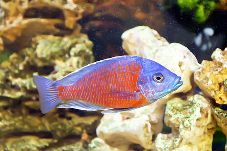 瘢痕疙瘩摄影照片_水族馆中的 Copadichromis Kadango