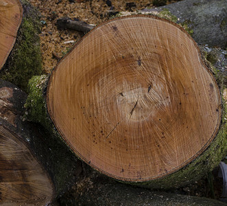 最近砍伐的树干上有年轮和锯痕