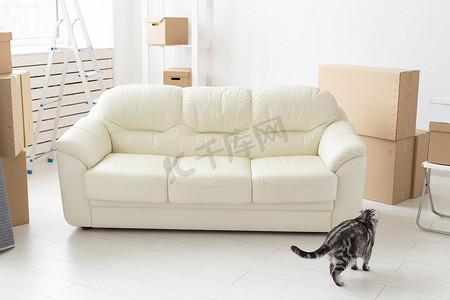 搬到新公寓时，美丽的灰色苏格兰折耳猫坐在新的空沙发旁边。