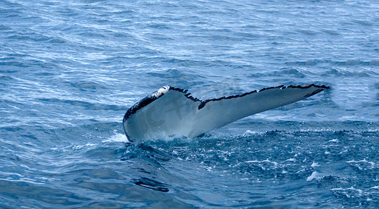 胡萨维克附近的鲸鱼
