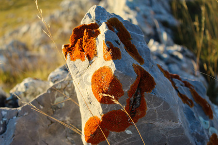 黄菌摄影照片_橙色地衣的殖民地包围了石头。