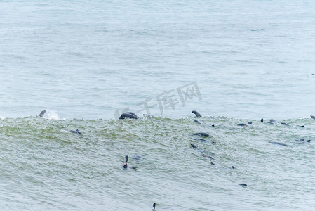 海角毛皮海豹在克罗斯角的海浪中嬉戏