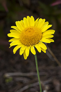 金色光芒摄影照片_Cota tinctoria (Anthemis tinctoria) 金色光芒