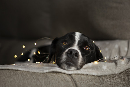 可爱的小狗坐在圣诞彩灯旁