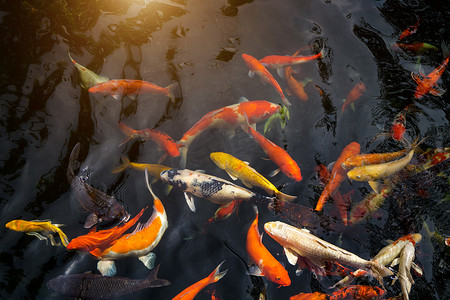 黑色鲤鱼摄影照片_锦鲤或锦鲤在鲤鱼池里游泳。