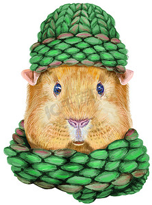 白色背景针织帽子和围巾的自豚鼠水彩肖像