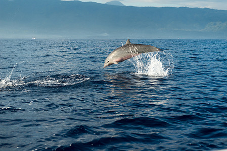 鳍状物摄影照片_太平洋中的海豚