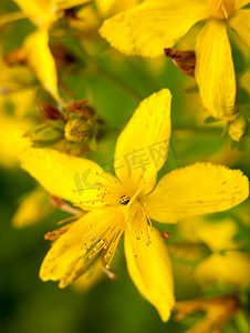 夏季草甸外面美丽的黄色花萼