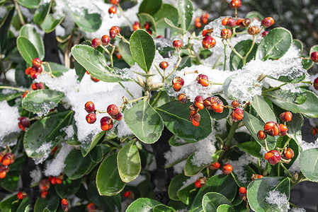 雪冬青摄影照片_冬青树枝特写镜头与绿色的叶子和鲜红色的浆果，雪。