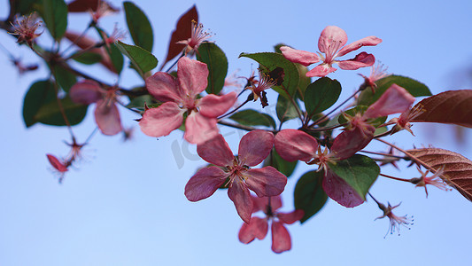 在蓝天背景的美丽的桃红色桃花