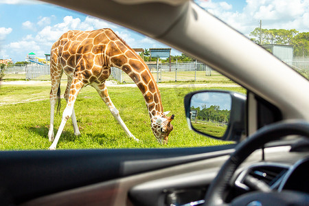 野生动物园摄影照片_从汽车上看长颈鹿开车穿过野生动物园