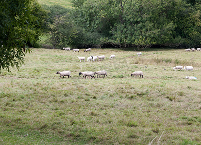 英国草原上的羊朝一个方向前进