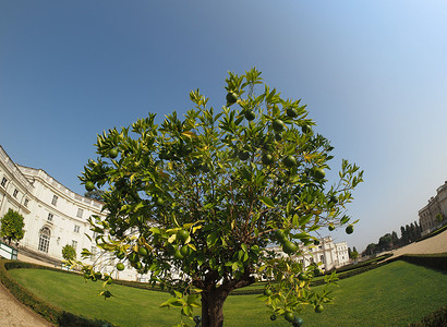 宽子摄影照片_酸橙 (Citrus x latifolia) 树