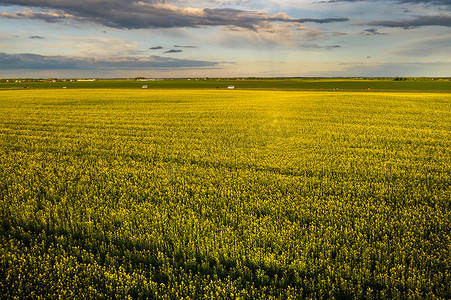 白俄罗斯农业区雨后黄色油菜田的顶视图。农业部门的发展理念