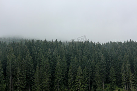 松树林与雾霾天气