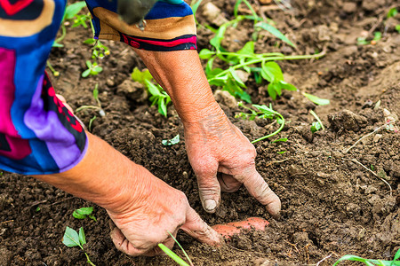 在花园里用锄头和手收割和挖掘土豆。