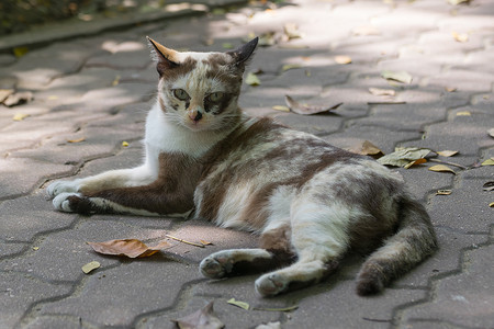 泰国可爱猫咪