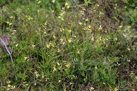 花的线条线条摄影照片_Melampyrum lineare，通常称为窄叶牛小麦花