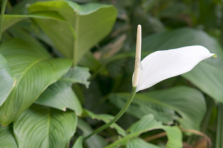 Spathiphyllum wallisei 或和平百合有绿叶背景