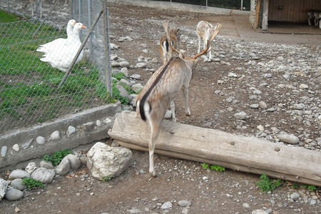 日内瓦摄影照片_瑞士日内瓦自然公园里的动物 - 日内瓦以其动物公园而闻名