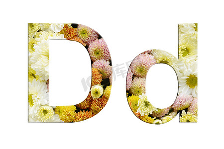 字母 D 和 d，白色背景上花朵的孤立字母