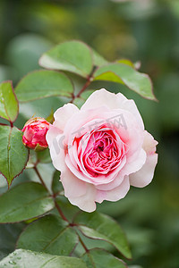 自然的夏季背景与大卫奥斯汀粉红玫瑰。