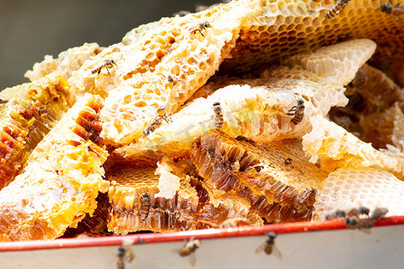 充满有机蜂蜜的蜂窝被收集在托盘中，准备将蜂蜜泵入瓶中。
