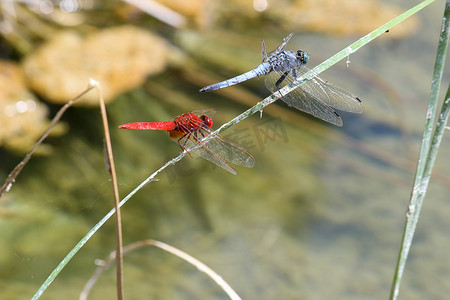 希腊罗得岛的蓝色和红色蜻蜓